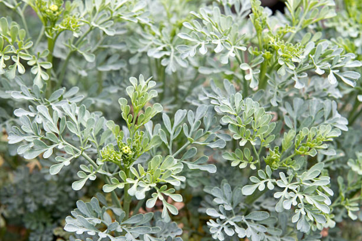 Garden Rue Herb Shrub Plant