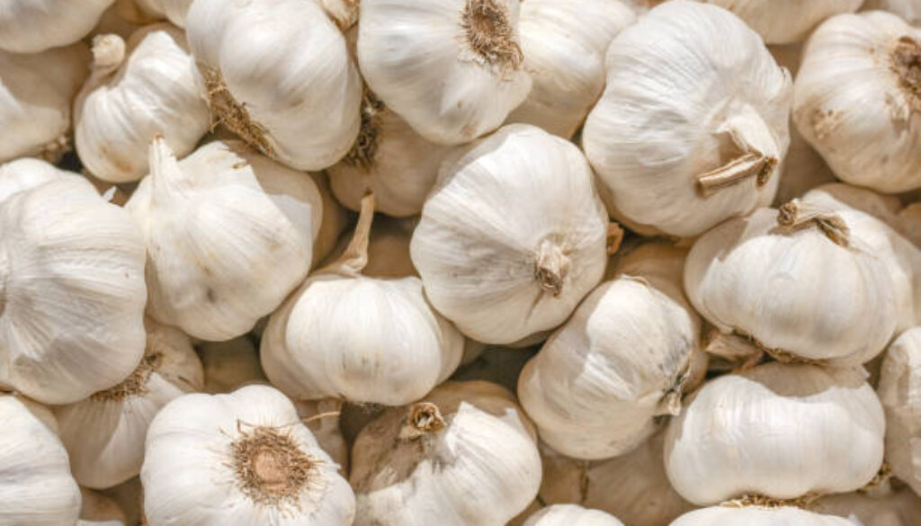 fresh garlic as food background