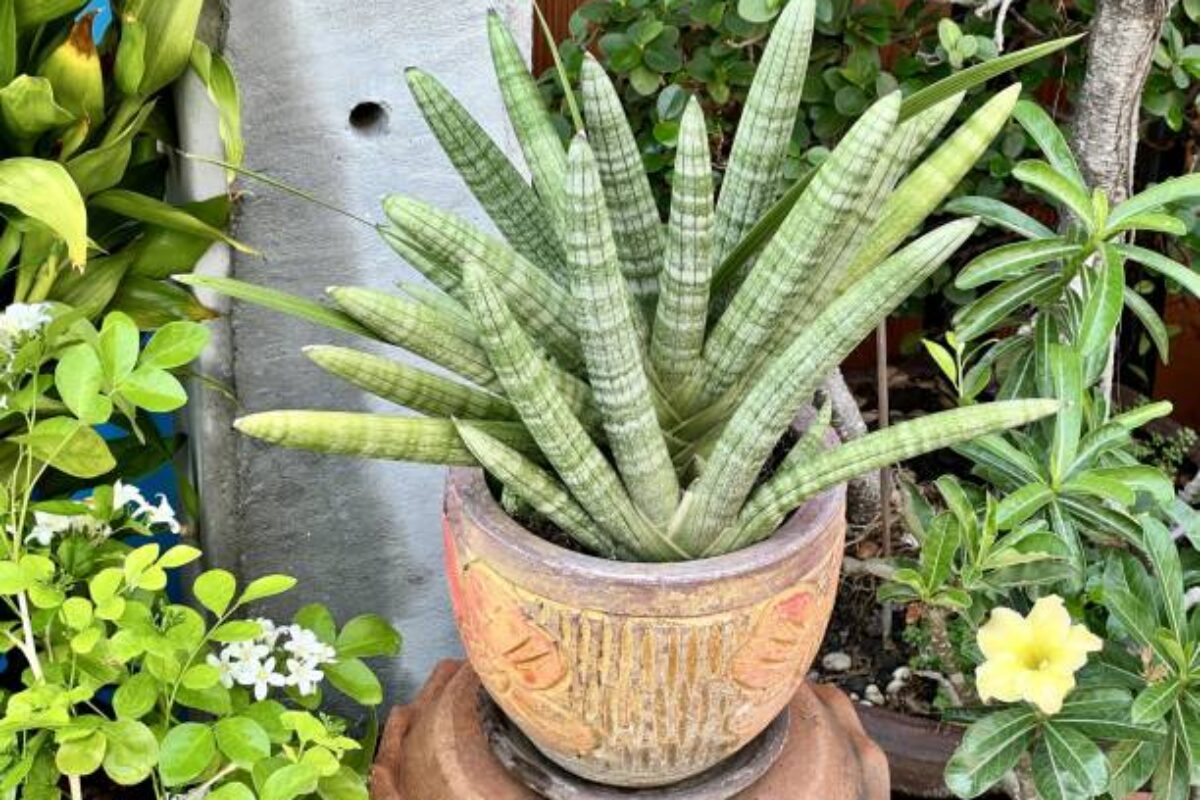 a photography of a potted plant sitting on a wooden stand.