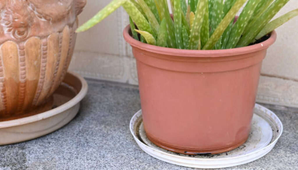 istockphoto-2154735435-612x612