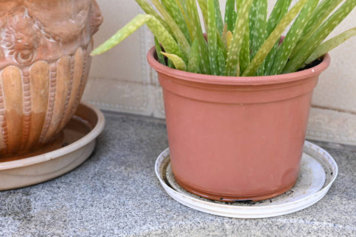 istockphoto-2154735435-612x612
