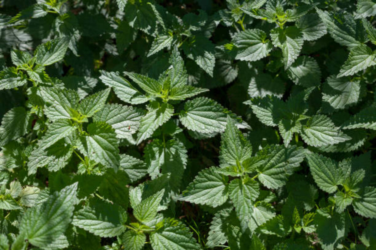 Green background of nettle (Urtica) leaves