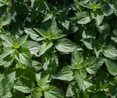 Green background of nettle (Urtica) leaves