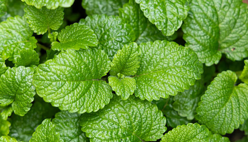 istockphoto-2214110765-612x612