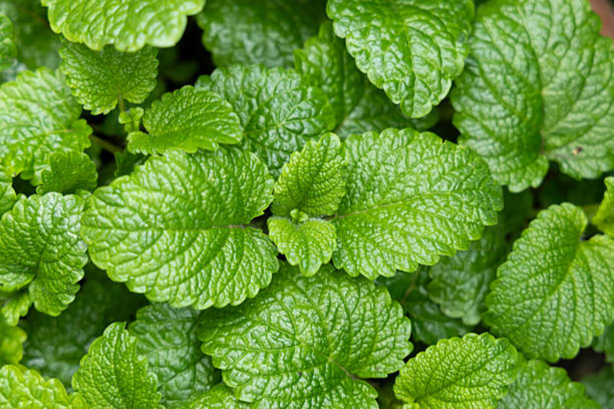 istockphoto-2214110765-612x612