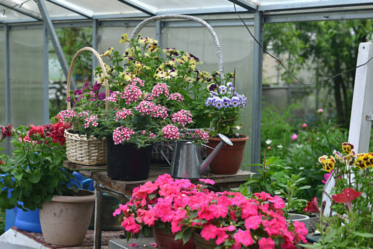 istockphoto-2226393384-612x612