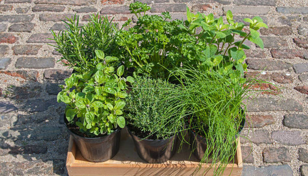 Fresh herbs ready for planting in the garden.