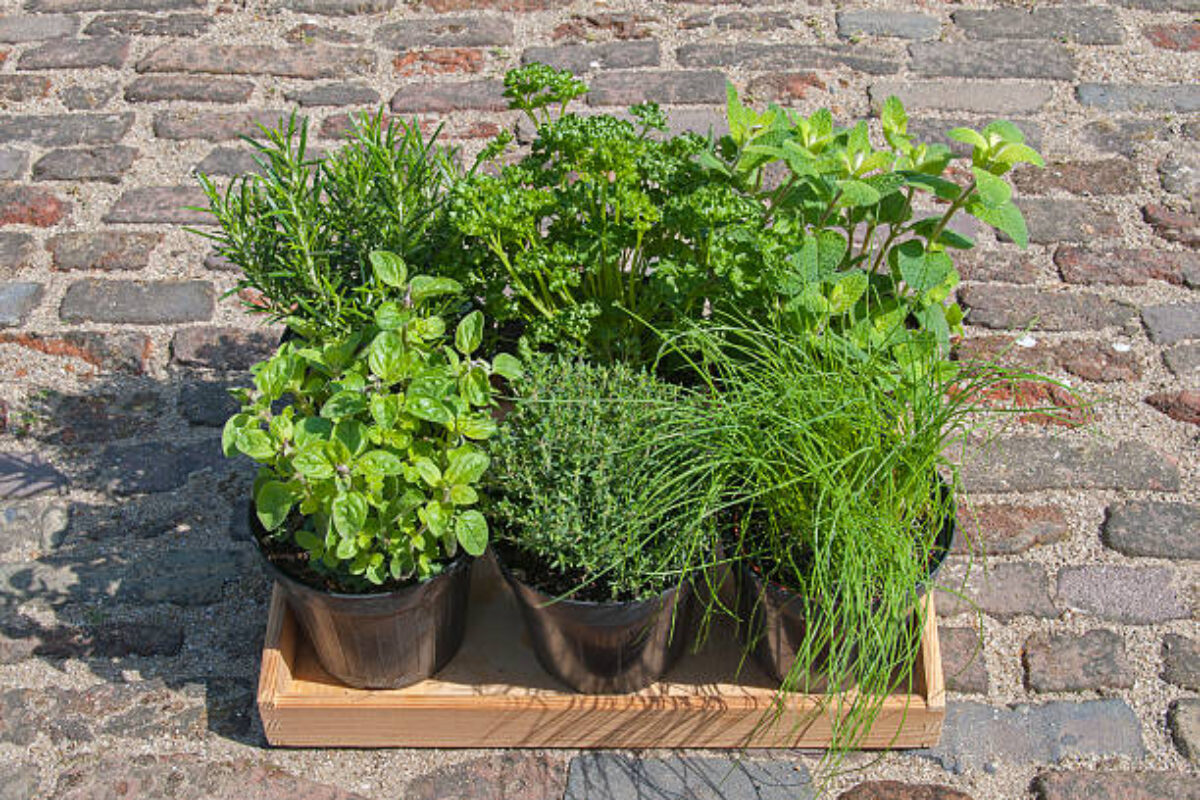 Fresh herbs ready for planting in the garden.
