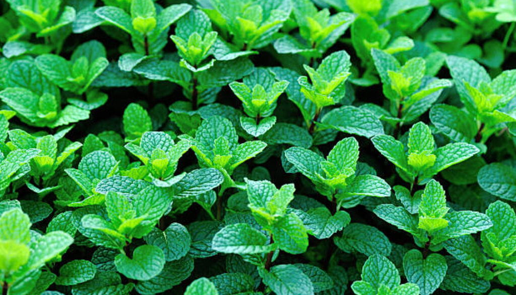mint plant grow at vegetable garden