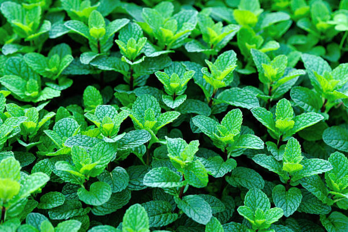 mint plant grow at vegetable garden