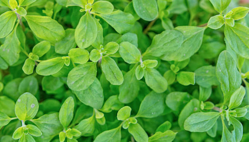 Closeup photo of home grown Marjoram in the garden