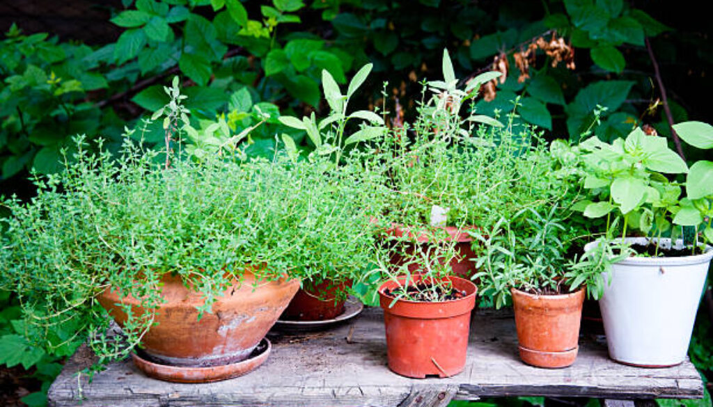 Organic Herb garden in different pots outdoors