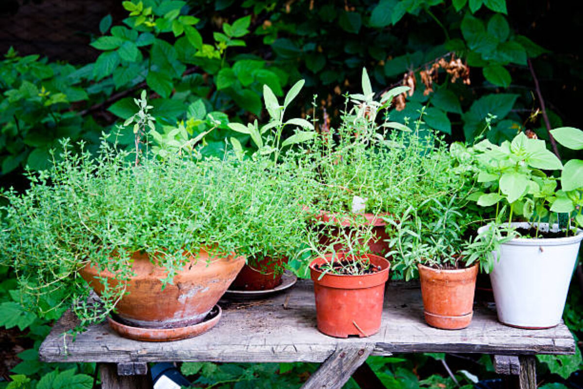 Organic Herb garden in different pots outdoors