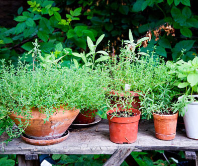 Organic Herb garden in different pots outdoors