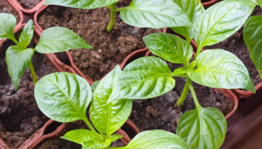 Young sprouts pepper closeup