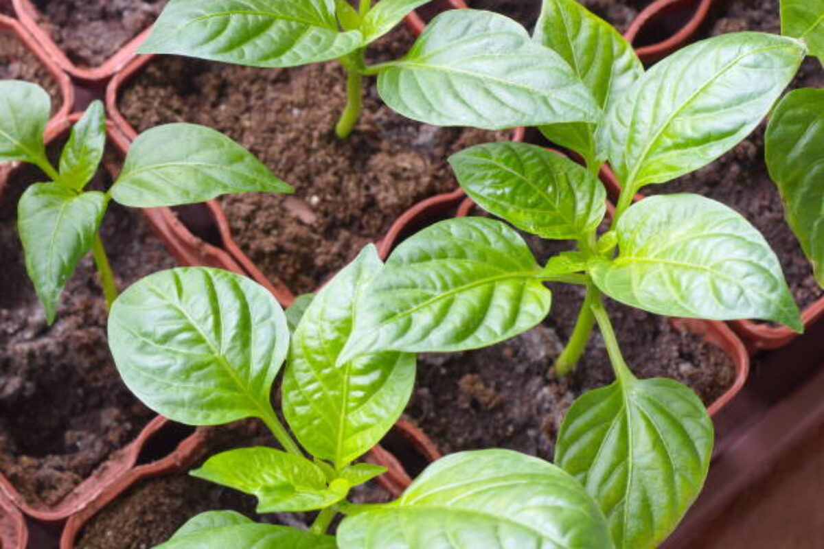 Young sprouts pepper closeup