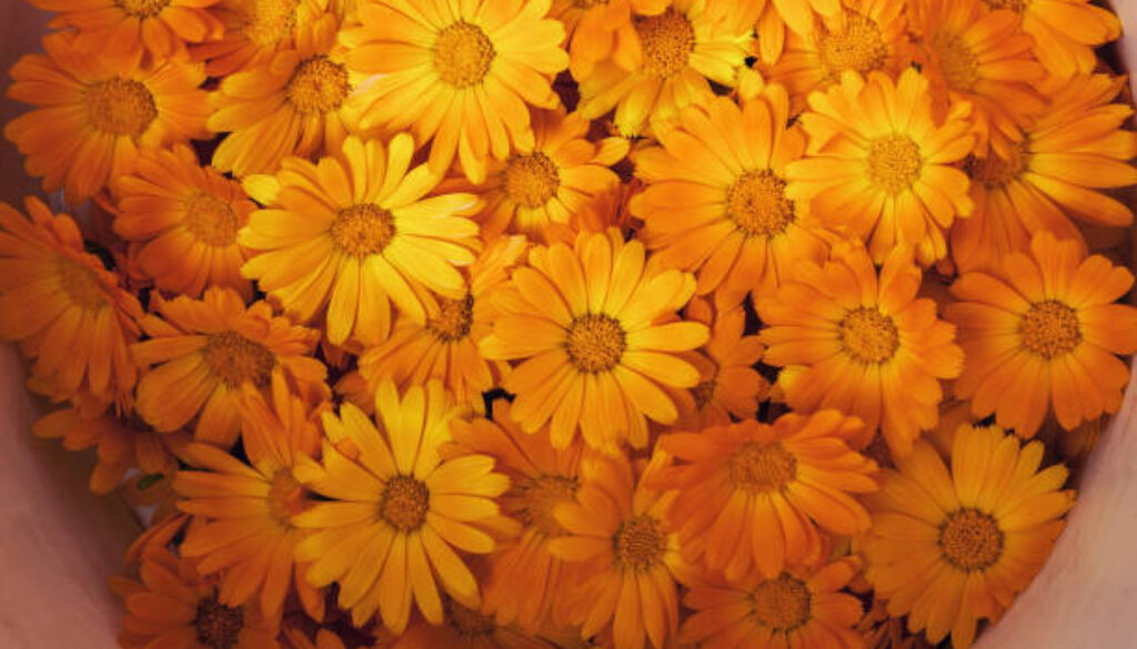 background of orange flowers closeup