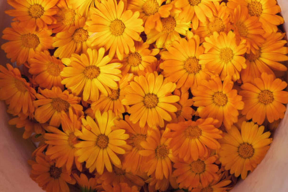 background of orange flowers closeup