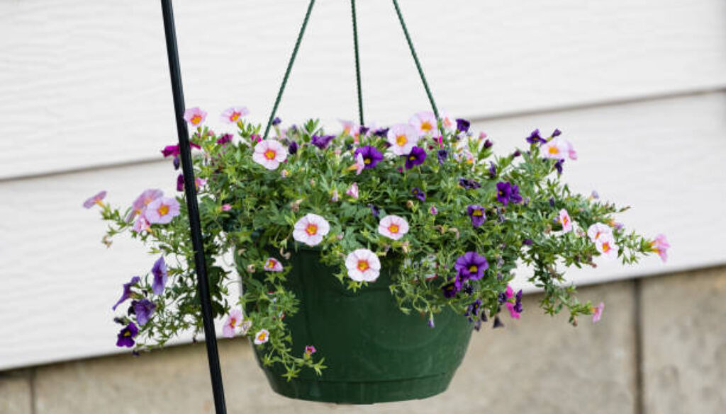 a hanging basket of multi colored Calibrachoa