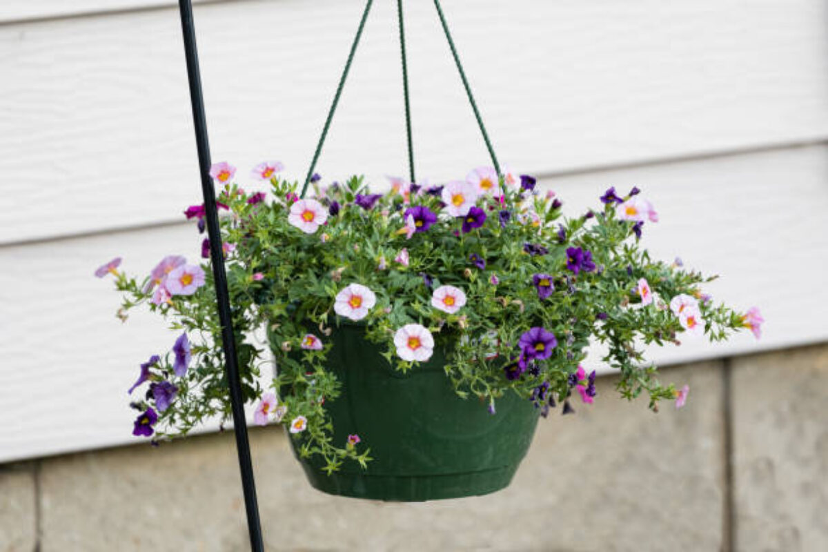 a hanging basket of multi colored Calibrachoa