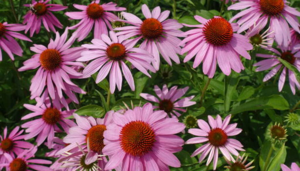 Flowers in a botanical garden