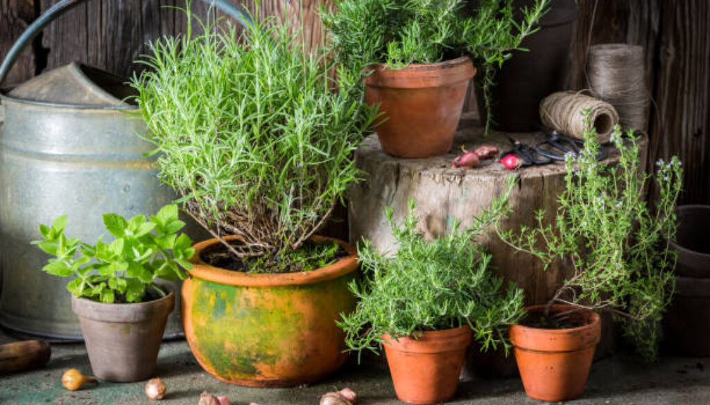 Homegrown and aromatic herbs on the old porch