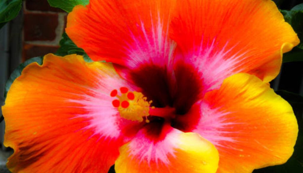 Beautiful and colorful hibiscus