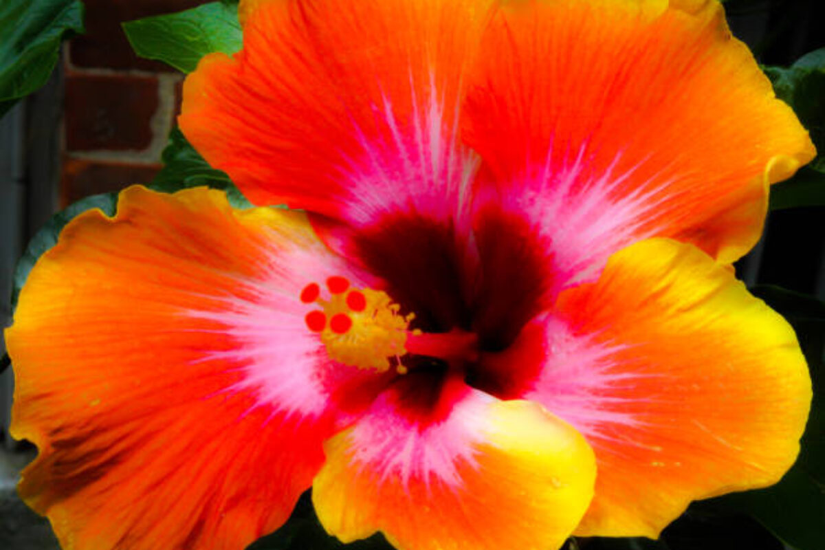 Beautiful and colorful hibiscus
