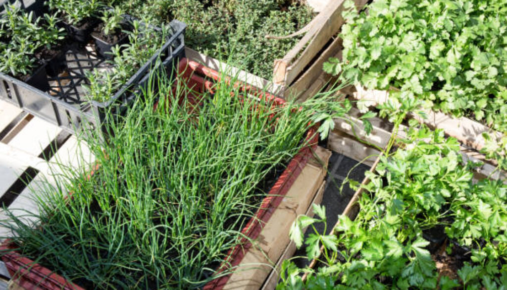 basil botany in garden