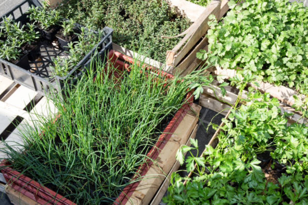basil botany in garden