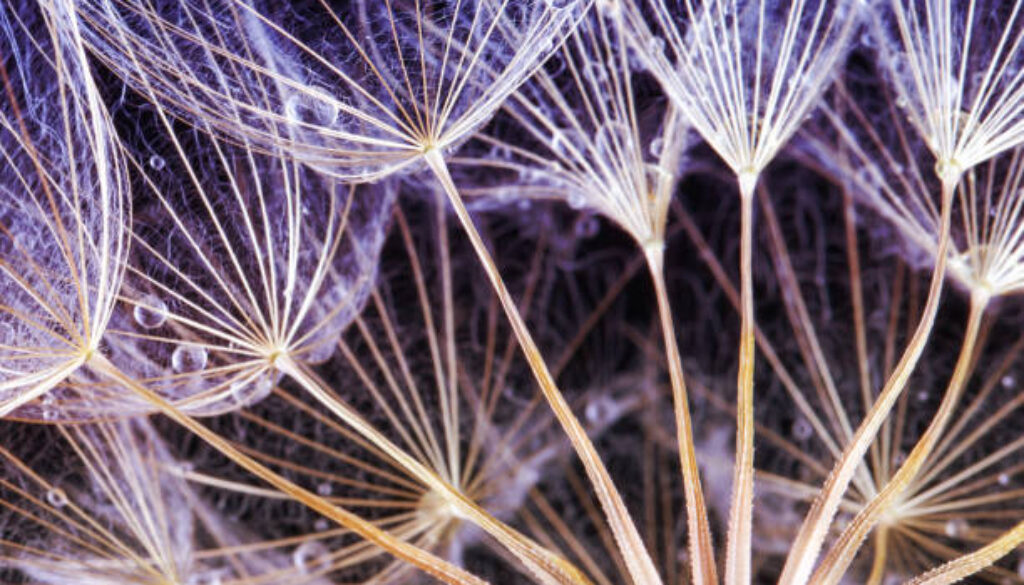 Dandelion Seeds in the drops of dew on a beautiful background.