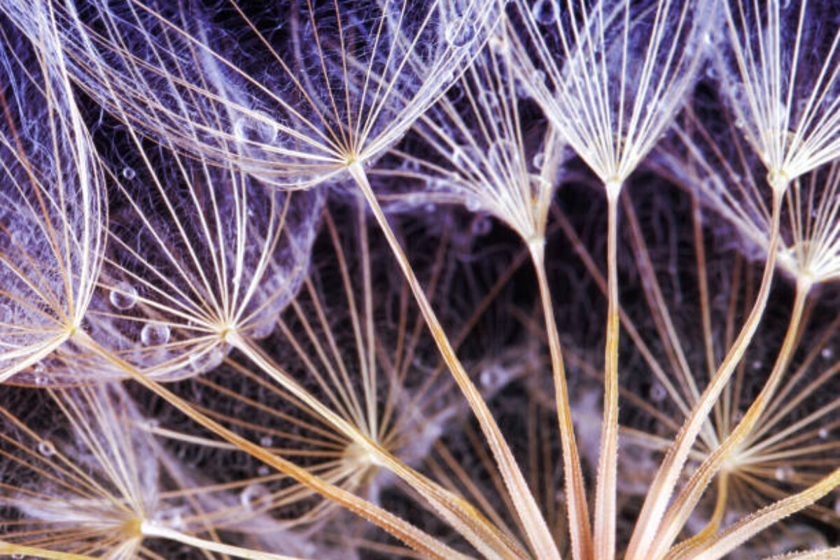 Dandelion Seeds in the drops of dew on a beautiful background.