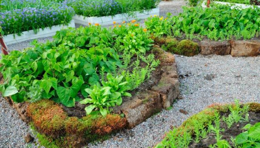 Wooden vegetable garden boxes