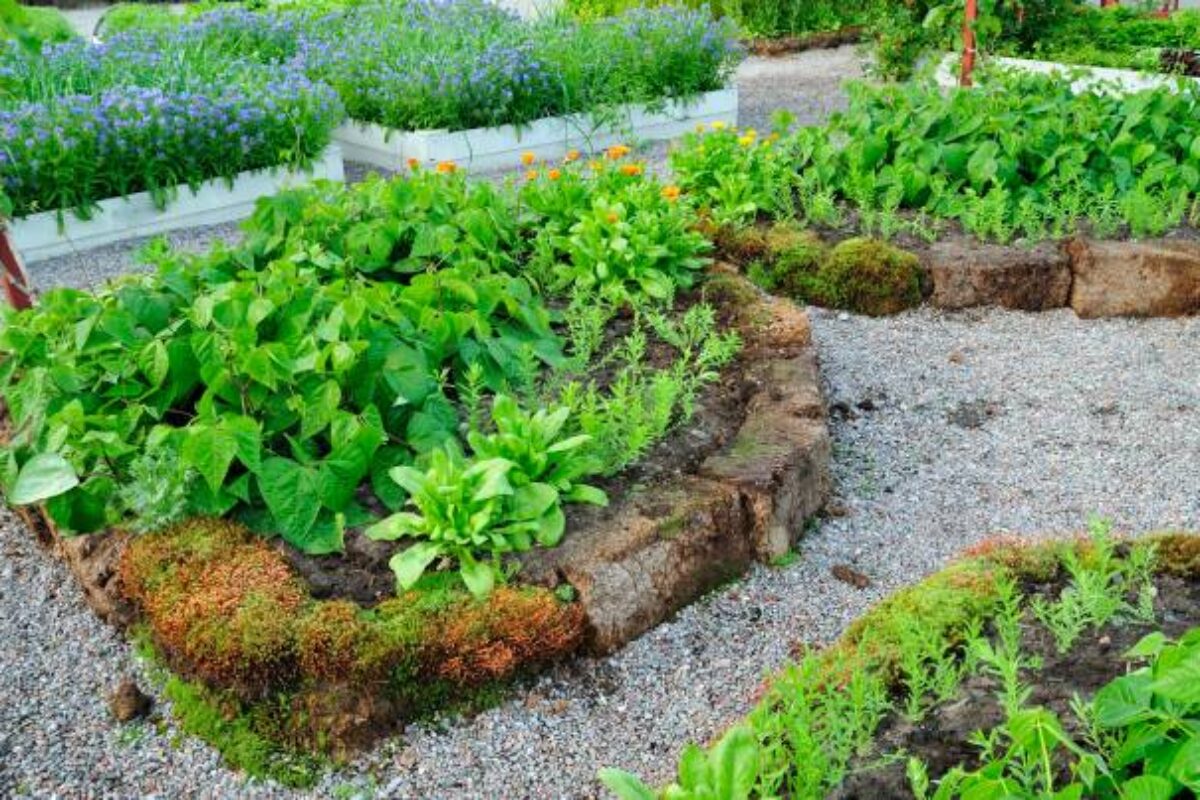 Wooden vegetable garden boxes