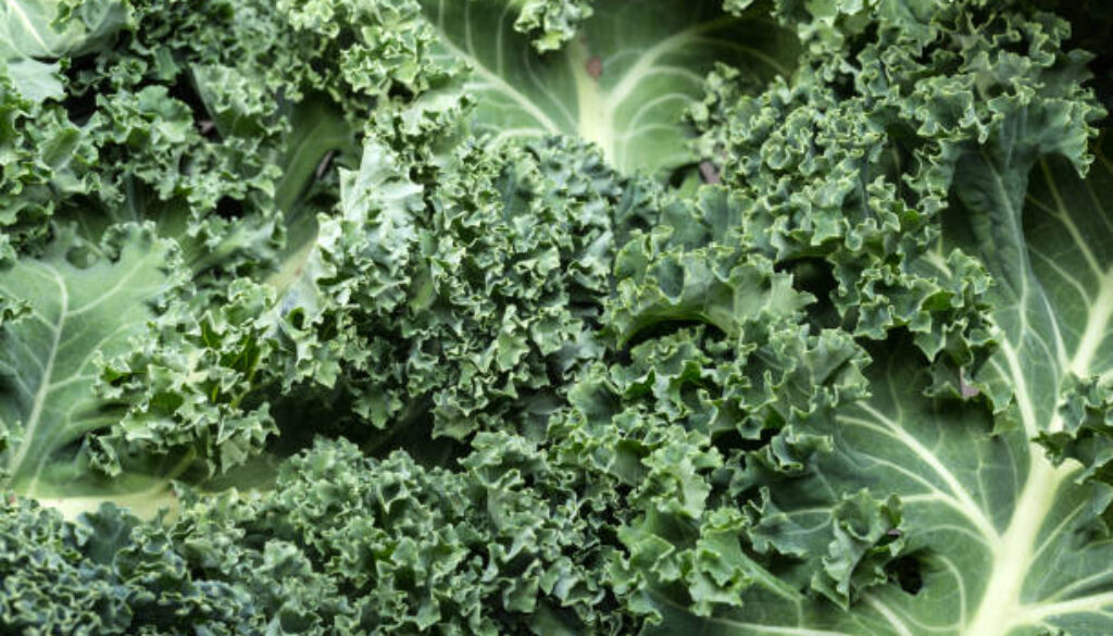 A healthy fresh curly kale