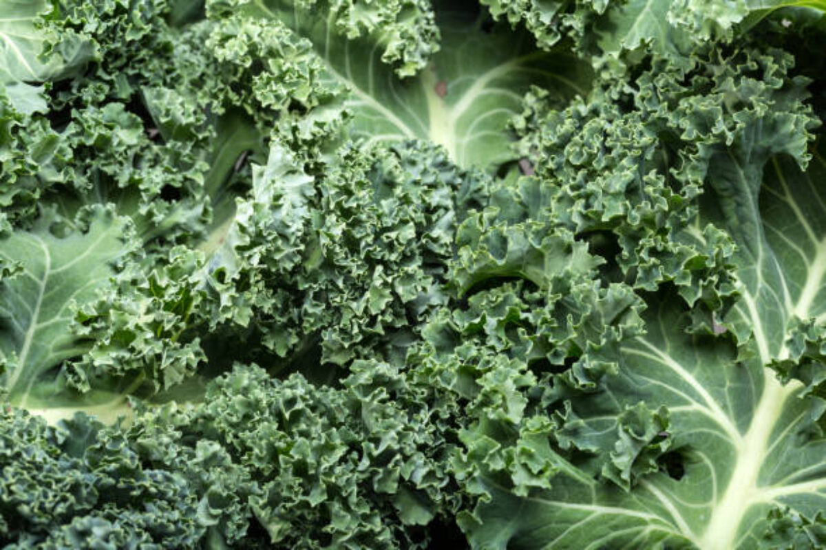 A healthy fresh curly kale