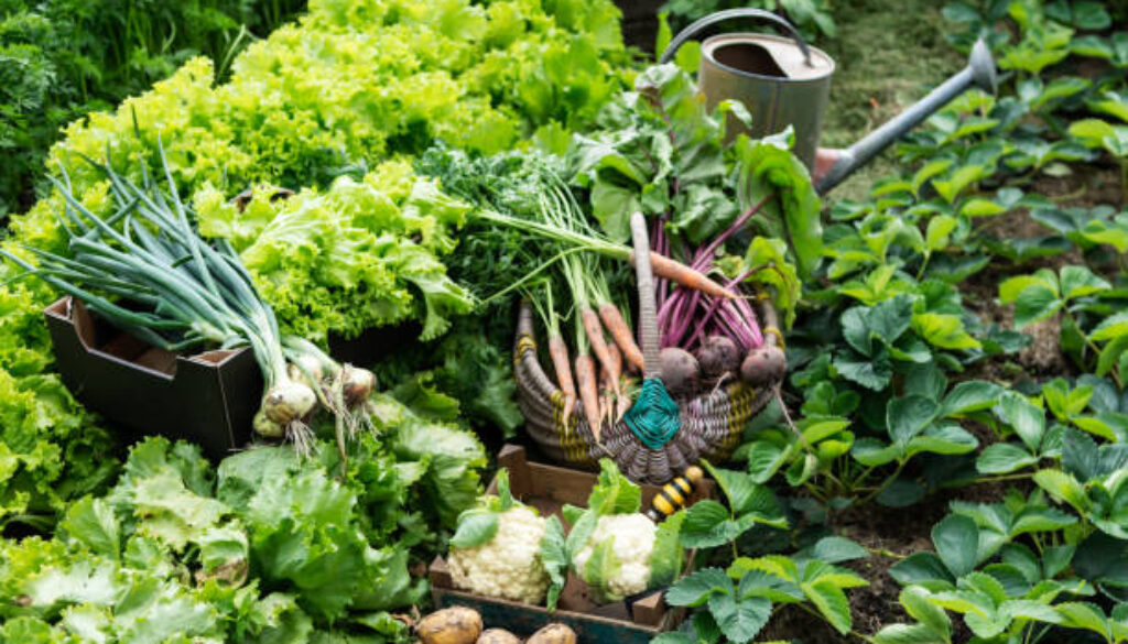 istockphoto-1267813330-612x612 (1)