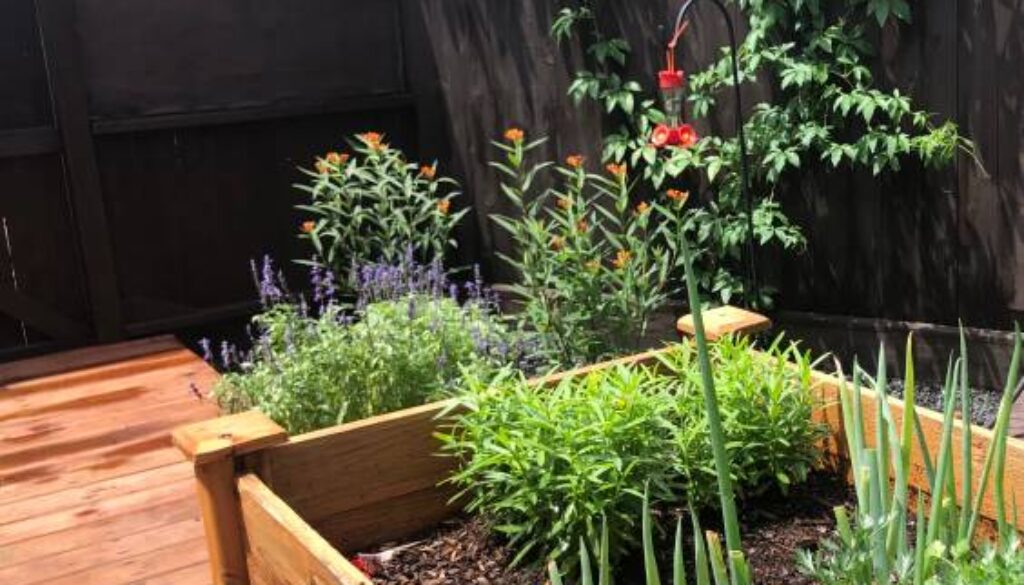 Wooden Raised bed herb garden
