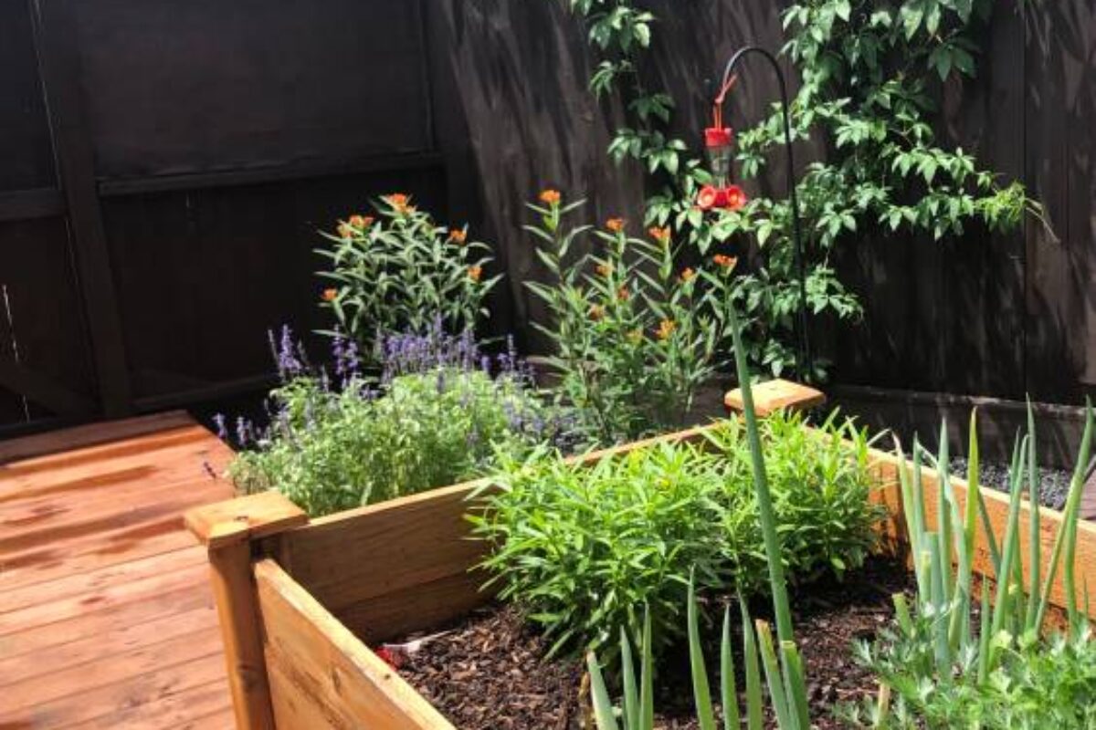Wooden Raised bed herb garden