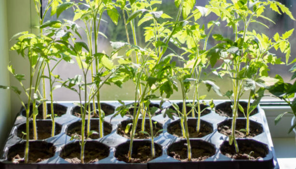 Seedlings of red tomatoes in close-up. Tomato sprouts.