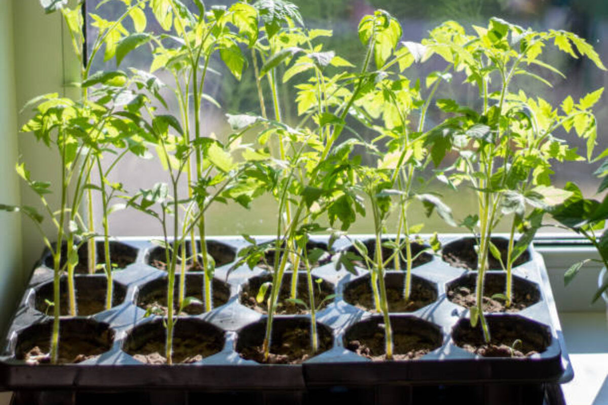 Seedlings of red tomatoes in close-up. Tomato sprouts.