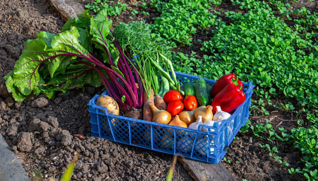 istockphoto-2212289005-612x612
