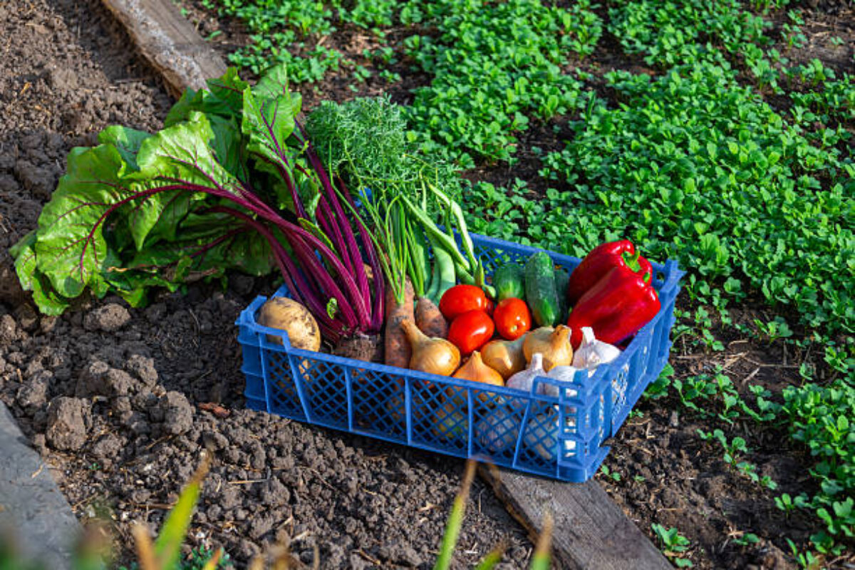 istockphoto-2212289005-612x612