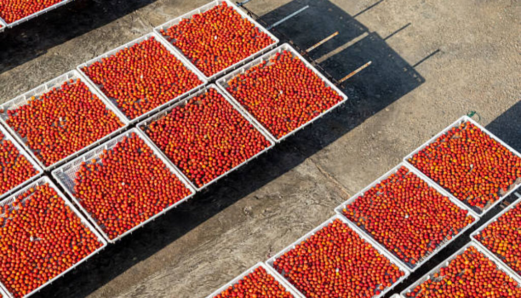 Red plums on the farm sun drying field