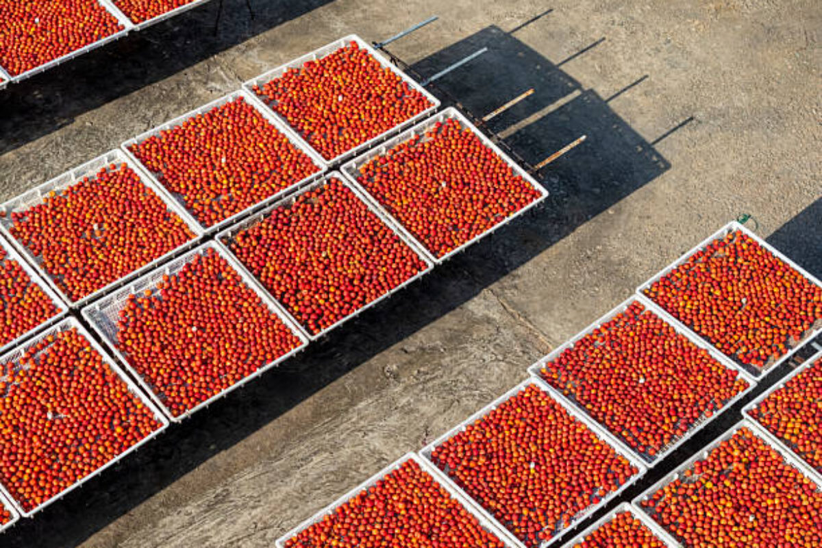 Red plums on the farm sun drying field