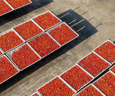 Red plums on the farm sun drying field