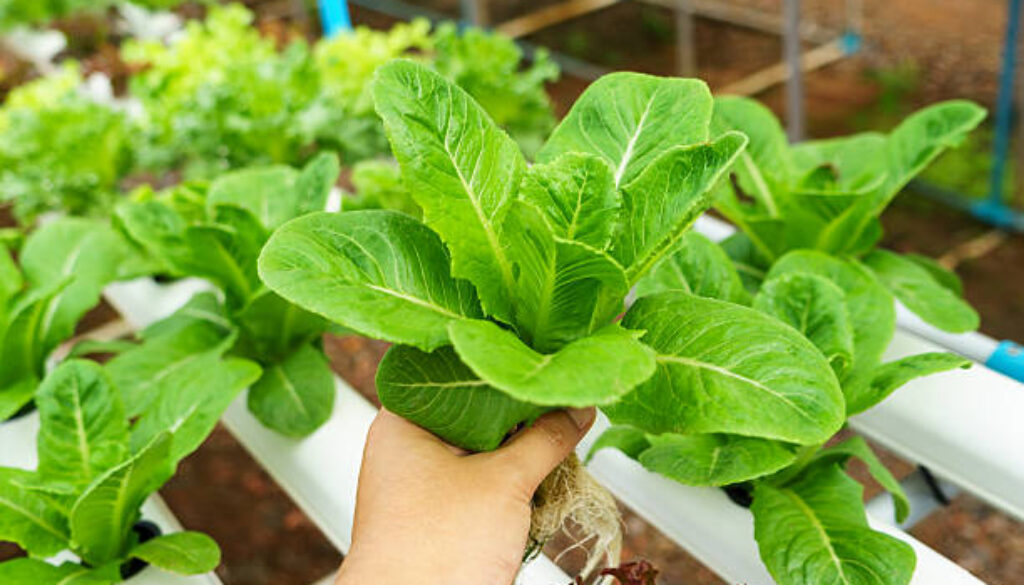 Vegetables hydroponics