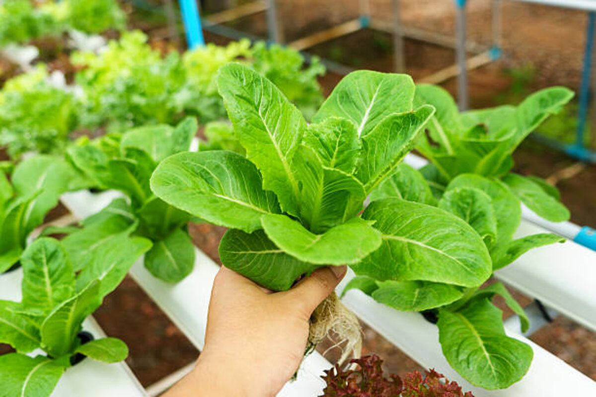 Vegetables hydroponics