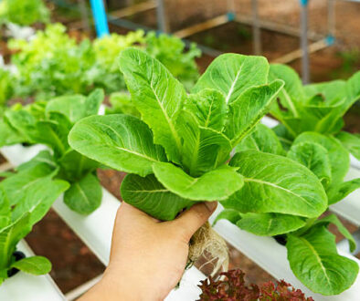 Vegetables hydroponics
