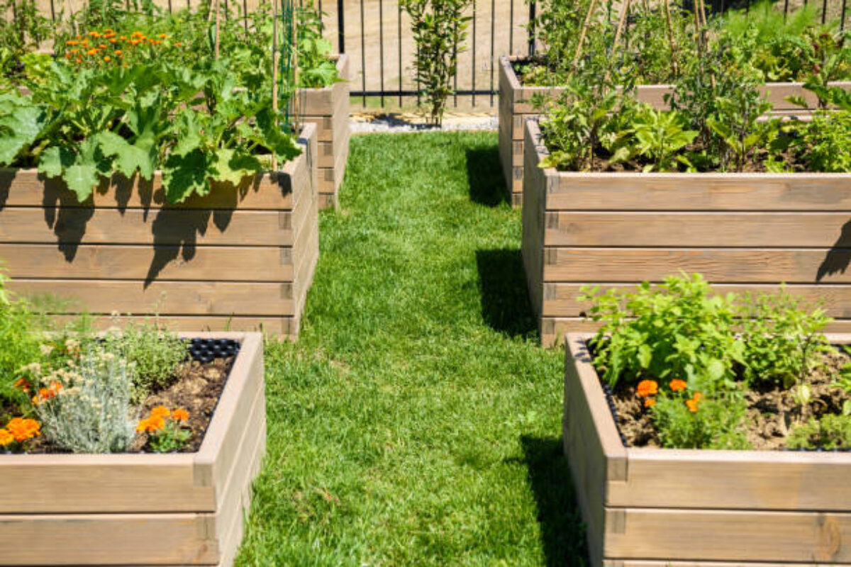 Green garden beds in late spring